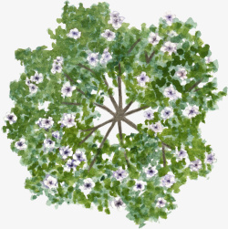 绿色树冠紫花树水彩风手绘素材