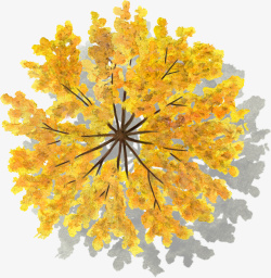 黄色色叶树水彩风手绘带投影素材