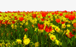 色彩斑斓背景春天野外色彩斑斓的郁金香高清图片