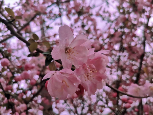 春天三月花卉背景背景