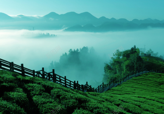 茶园漂亮背景图背景