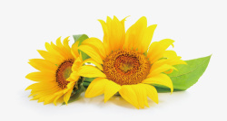 金葵花向日葵黄色花朵高清图素材