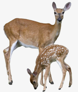 动物折纸摄影小鹿麋鹿梅花鹿鹿角高清图片