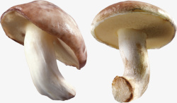 冬菇蘑菇真菌有毒高清图片