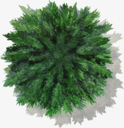 深绿色松树松柏水彩风手绘带投影素材