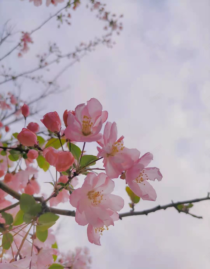 春天唯美花卉背景jpg设计背景_88icon https://88icon.com 春天 三月 樱花 桃花