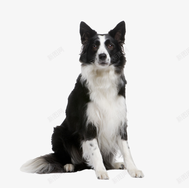 一只可爱的边境牧羊犬png免抠素材_88icon https://88icon.com 边境牧羊犬 牧羊犬 可爱 犬 狗狗