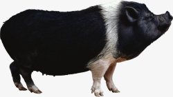 菜市场猪八戒家猪黑猪动物合集高清图片