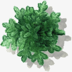 绿色松树树木水彩风手绘带投影素材