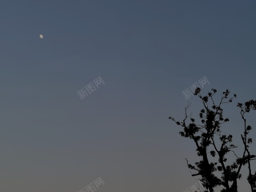傍晚天空下的月与树背景