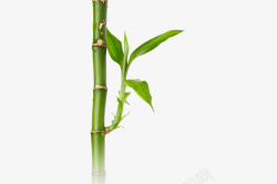 竹子竹叶单独竹竿绿色素材