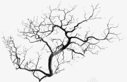 枝桠枯藤树枝枝桠高清图片
