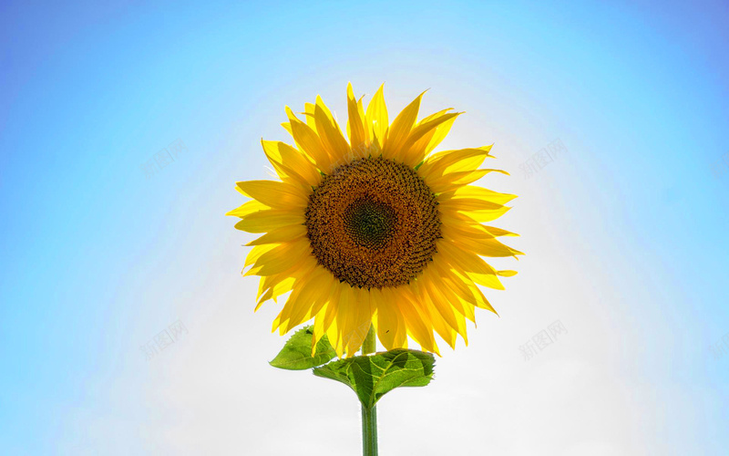 清空一朵向日葵jpg设计背景_88icon https://88icon.com 向日葵 花朵 黄色 植物