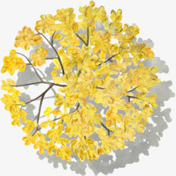黄色花树树木水彩风手绘带投影素材