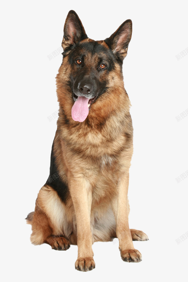 一只威武的德国牧羊犬png免抠素材_88icon https://88icon.com 威武 犬 德牧 牧羊犬