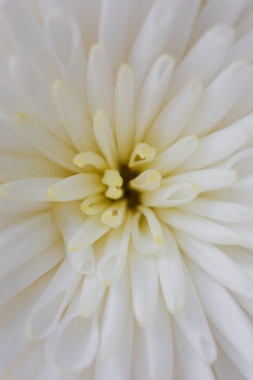 花芯花朵开花纯白背景