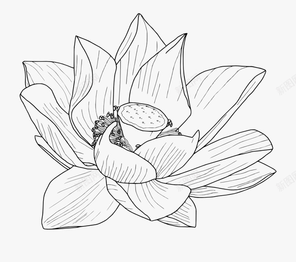 矢量荷花黑白线稿手抄报用png免抠素材_88icon https://88icon.com 写真在线 手抄报素材 手抄报装饰 涂色 线稿 荷花 荷花与诗 莲花画稿图片素材 黑白