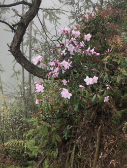 粉色树林清晨高山野花高清图片