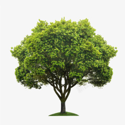 树免抠素材树大树绿树树木高清图片