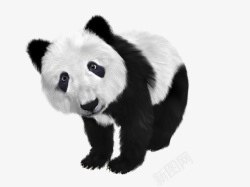 动物国宝大熊猫PANDA素材