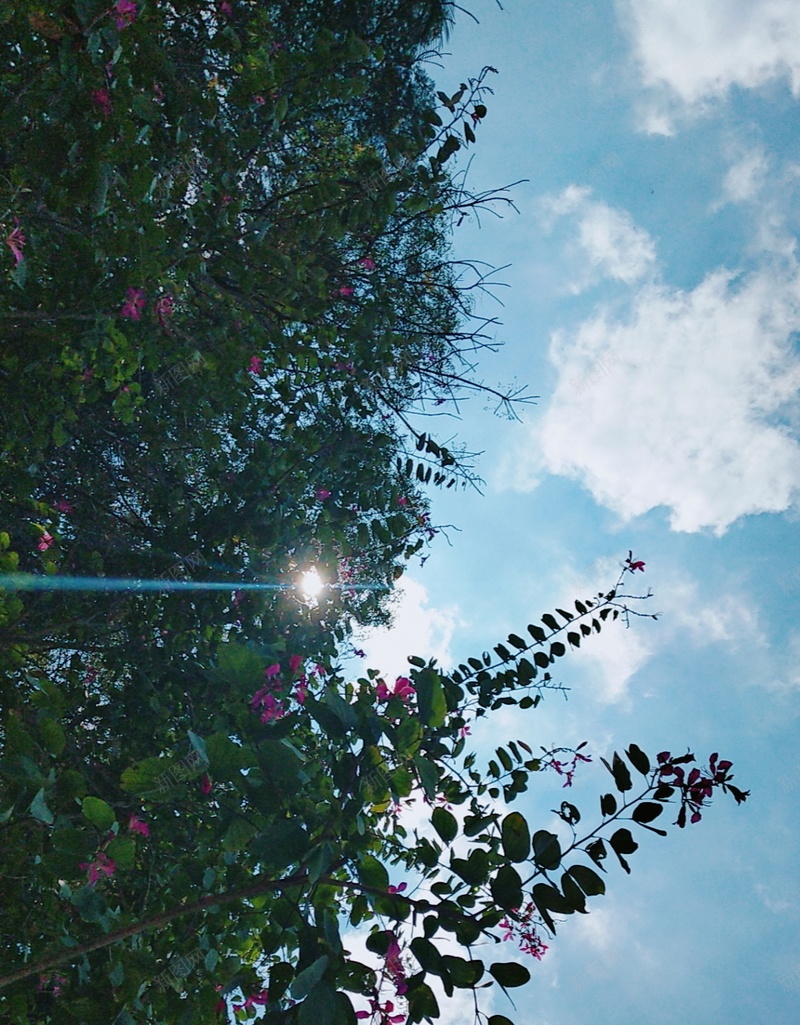 春天的紫荆花jpg设计背景_88icon https://88icon.com 春天 风景 紫荆花 蓝天