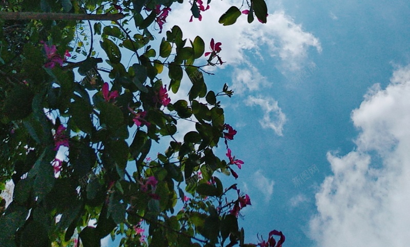 春天的紫荆花jpg设计背景_88icon https://88icon.com 春天 风景 紫荆花 蓝天