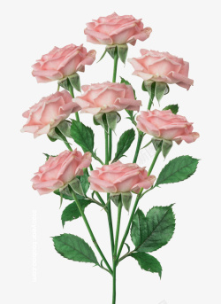 小清新花束写真玫瑰花束高清图片