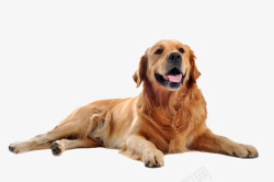 趴着的狗狗一只可爱的金毛狗狗高清图片