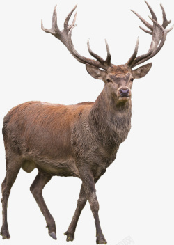 驯鹿图片麋鹿鹿角小鹿欧洲狍狍子高清图片