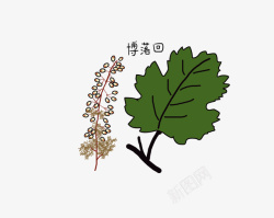 手绘博落回中草药素材