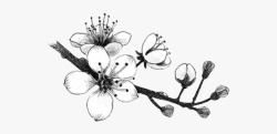 植物黑白黑白水墨古风梅花插画素材高清图片