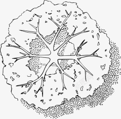 树木枝叶树冠黑白风手绘线稿带投影素材