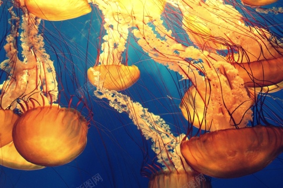 水母生物海底生物神秘背景