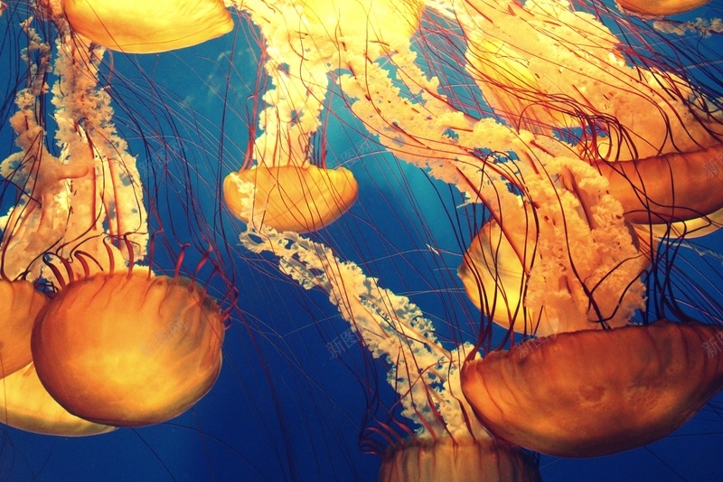 水母生物海底生物神秘jpg设计背景_88icon https://88icon.com 彩色水母 水母 海底生物 生物 神秘
