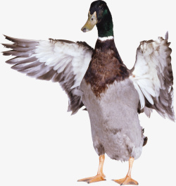 鸭子鸭血鸡胗红头鸭养鸭养鸡素材