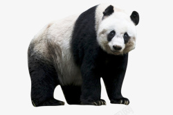国宝熊猫动物国宝行走的大熊猫PANDA高清图片