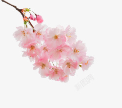 春天粉红色桃花植物素材