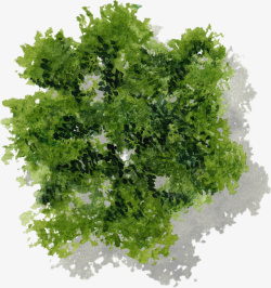 深绿色树冠树木水彩风手绘带投影素材