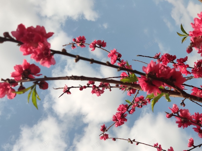 粉色桃花风景psd设计背景_88icon https://88icon.com 粉色 桃花 风景 春季