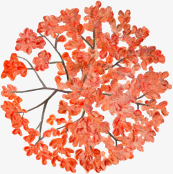 红色花树色叶树水彩风手绘图标素材