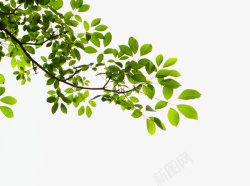 树枝透明树叶绿叶树枝高清图片