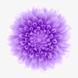 唯美紫色清新花圈素材