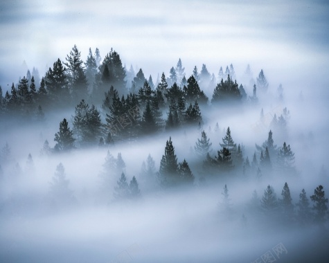 森林雾神秘树木背景