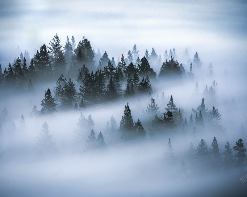 森林雾神秘树木jpg设计背景_88icon https://88icon.com 森林 雾 神秘 树木