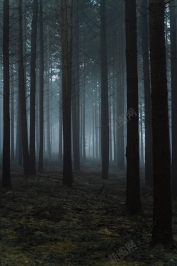 神秘黑暗森林惊悚背景