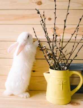 简约兔子植物背景背景