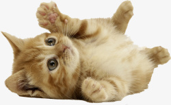 小橘猫宠物猫咪素材