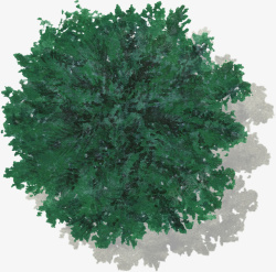 深绿色清明节水彩背景深绿色树叶灌木水彩风手绘带投影高清图片