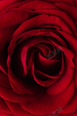 玫瑰红色热情红火背景