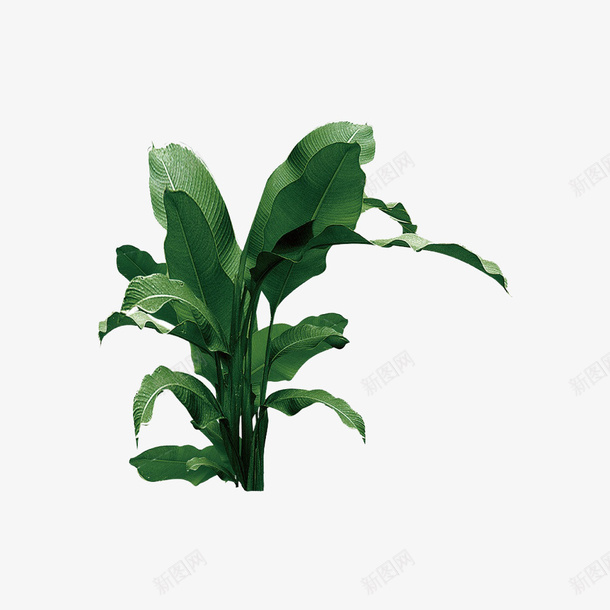 大绿叶植物素材png免抠素材_88icon https://88icon.com 盆栽 绿叶 植物 叶子 热带植物 支架 树叶
